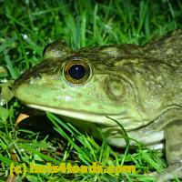 /home//u458753944/public_html/sourcegallery///Frogs/More bullfrogs/P6020055.JPG